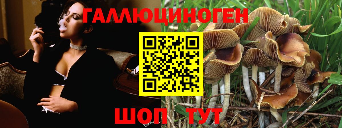 магазин продажи   Ахтубинск  Псилоцибиновые грибы Cubensis 